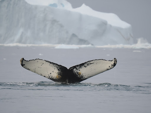 Photo from customer review