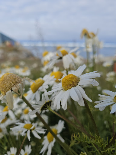 Photo from customer review