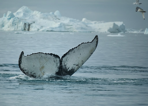 Photo from customer review