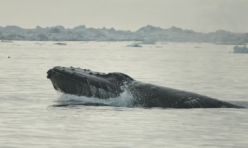 Photo from customer review