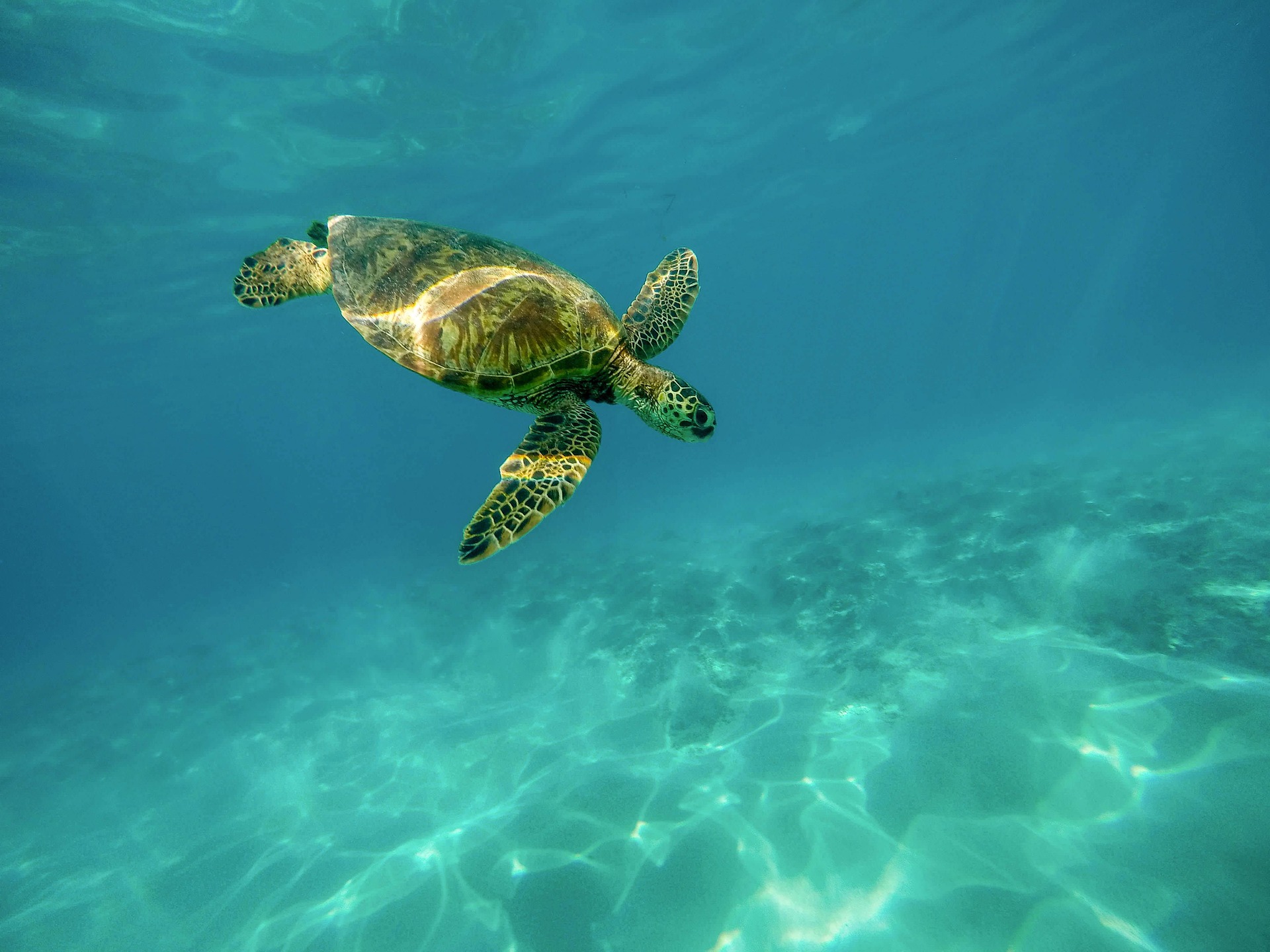 Żółw morski płynący w czystej, błękitnej wodzie oceanu, z promieniami słońca przebijającymi się przez powierzchnię i oświetlającymi piaszczyste dno.